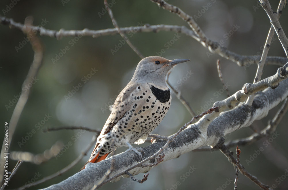 Flicker Macro on a branch