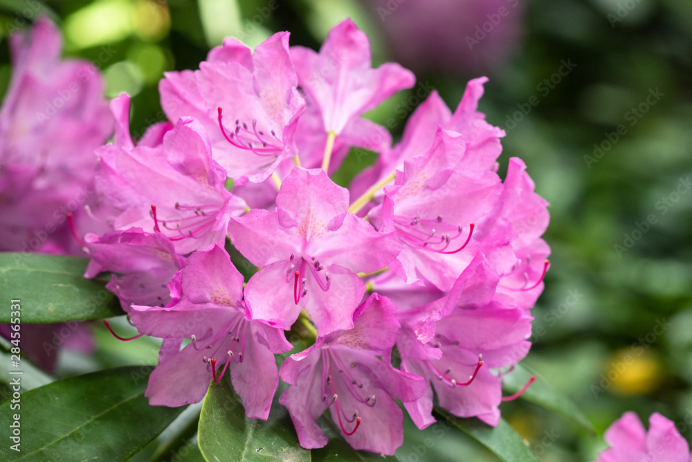 Maro of a Rhododendron
