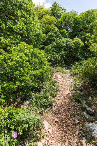 View from the Roe Deer Trail in The Ajloun Forest Reserve in Jordan