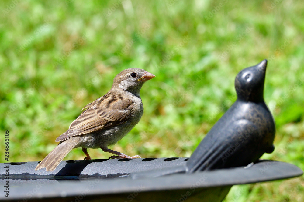 Fototapeta premium Junger Haussperling an der Vogeltränke