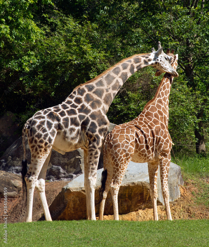 Two Tall Giraffes Lovingly Rub Their Necks Together Two Tall Giraffes Lovingly Rub Their Necks Together