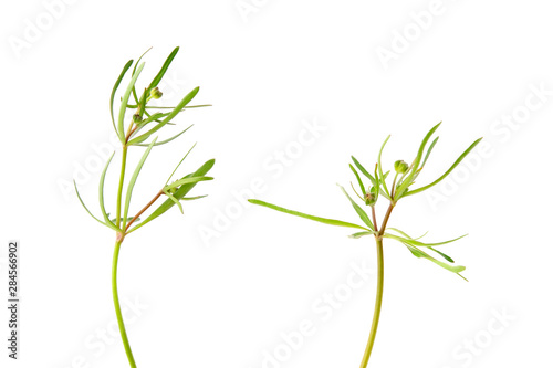 Buttercup  Ranunculus sp.  leaves isolated on white background.