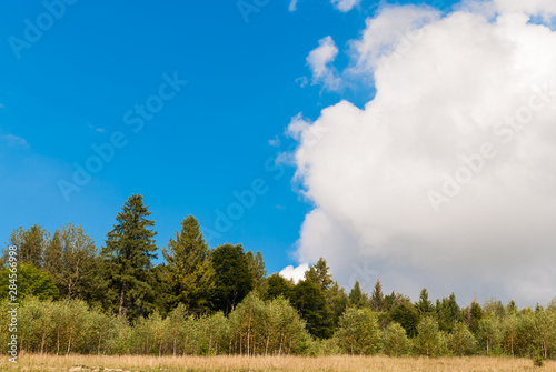 Beautiful landscape, trees against the blue sky and clouds