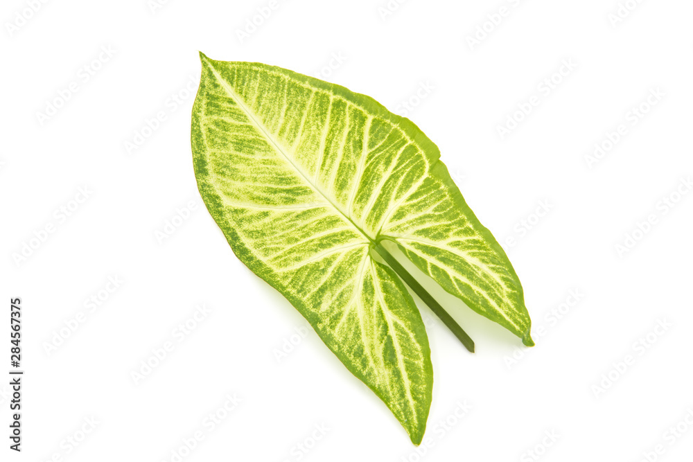 Fototapeta premium a piece of fresh tender leaves with beautiful patterns on a white background