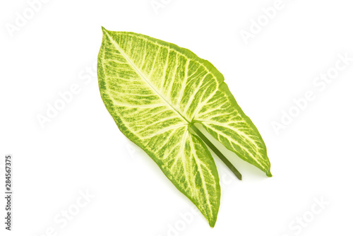 a piece of fresh tender leaves with beautiful patterns on a white background