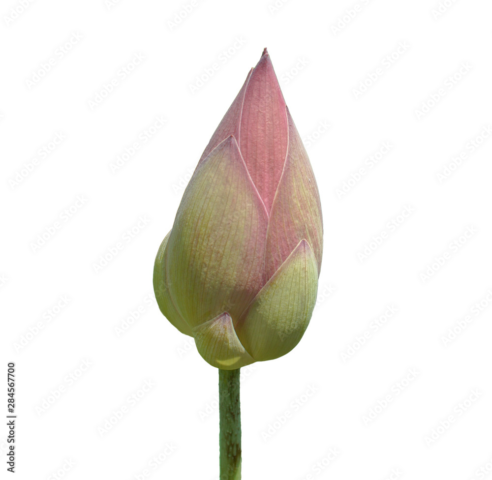 Fototapeta premium Pink lotus flower on a white background