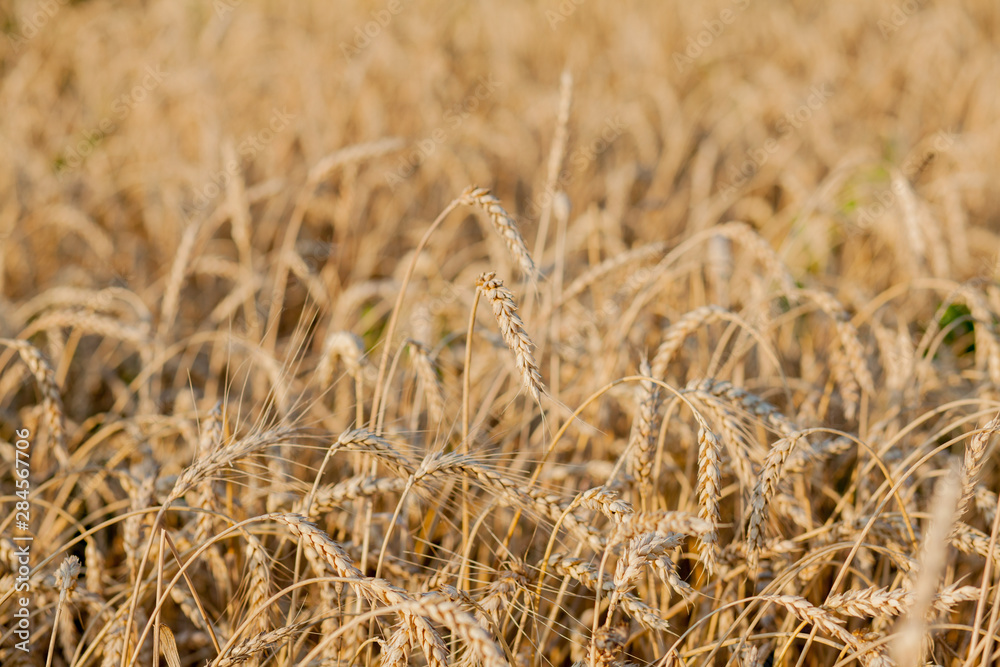 Fields of wheat at the end of summer fully ripe Fields of wheat at the end of summer fully ripe