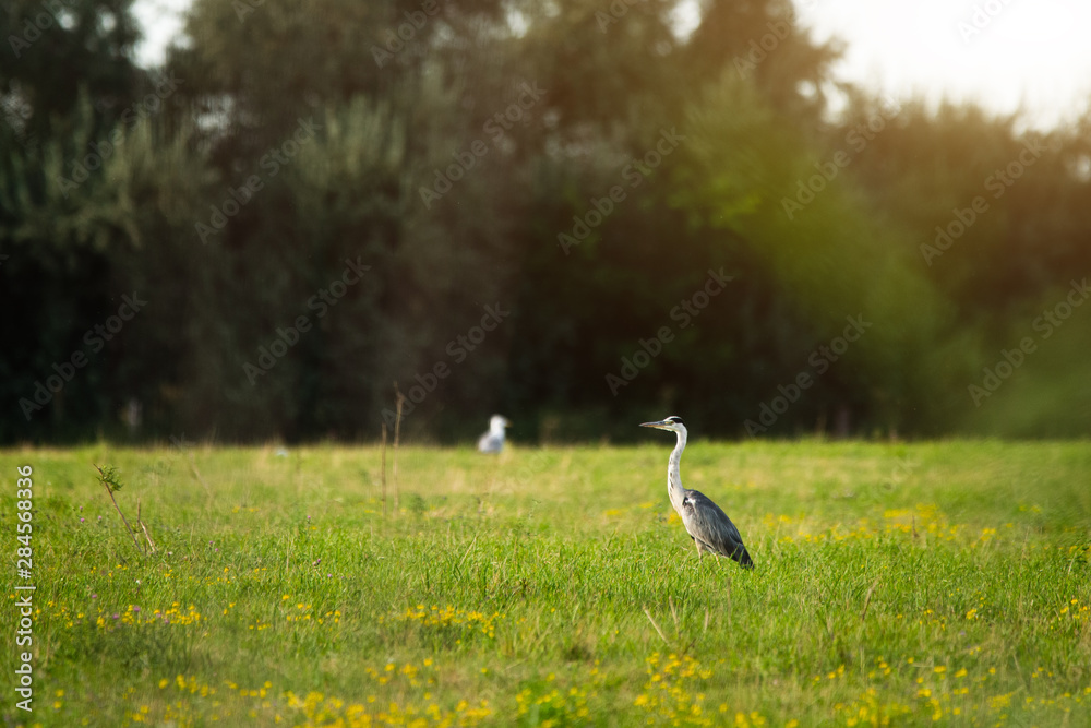 Fototapeta premium Grey heron, Ardea cinerea on a meadow