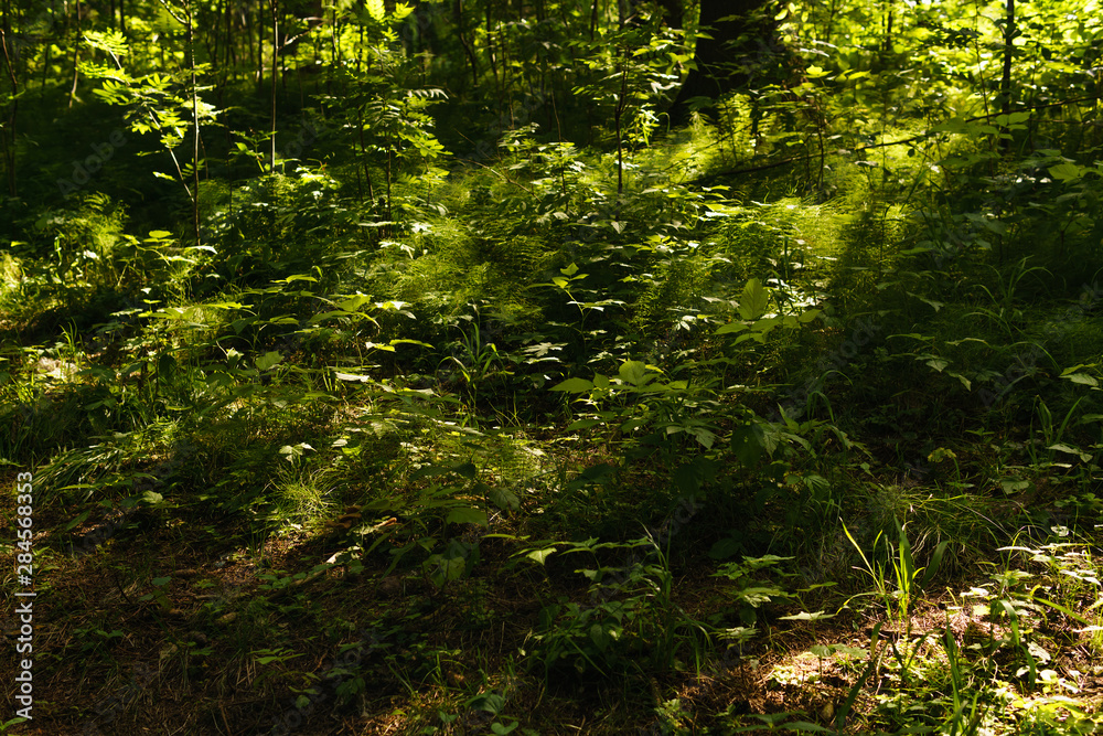 Fototapeta premium undergrowth in the forest