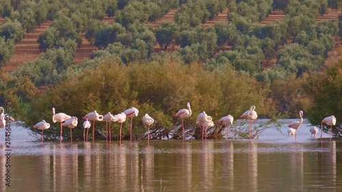 Pink flamingos in the lake. Flock of greater flamingos resting in the shallow waters of an andalusian salty lagoon, beside a big shrub. Beautiful shiny reflections in silvery waters at a cloudy day.