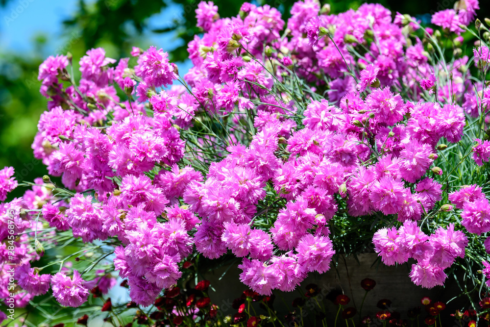 Large group of Dianthus plumarius, known as the common pink, garden pink, or wild pink, in a large garden pot, in a sunny summer day Large group of Dianthus plumarius, known as the common pink, garden pink, or wild pink, in a large garden pot, in a sunny summer day