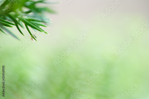 Raindrop on fir needles. Selective focus and shallow depth of field.