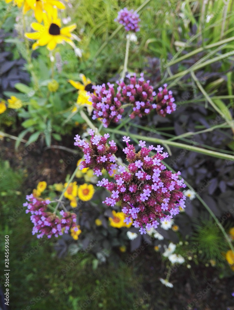 Verbena bonariensis, tall perennial with its purple flowers Verbena bonariensis, tall perennial with its purple flowers
