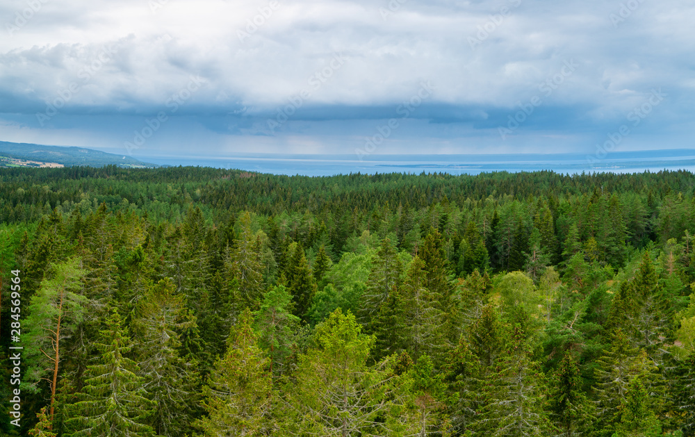 Wooded landscape