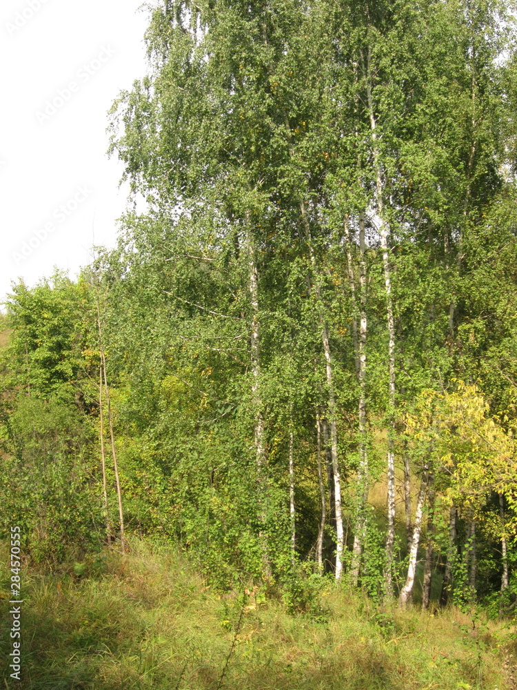 Fototapeta premium summer landscape slender birch trees on a hillside