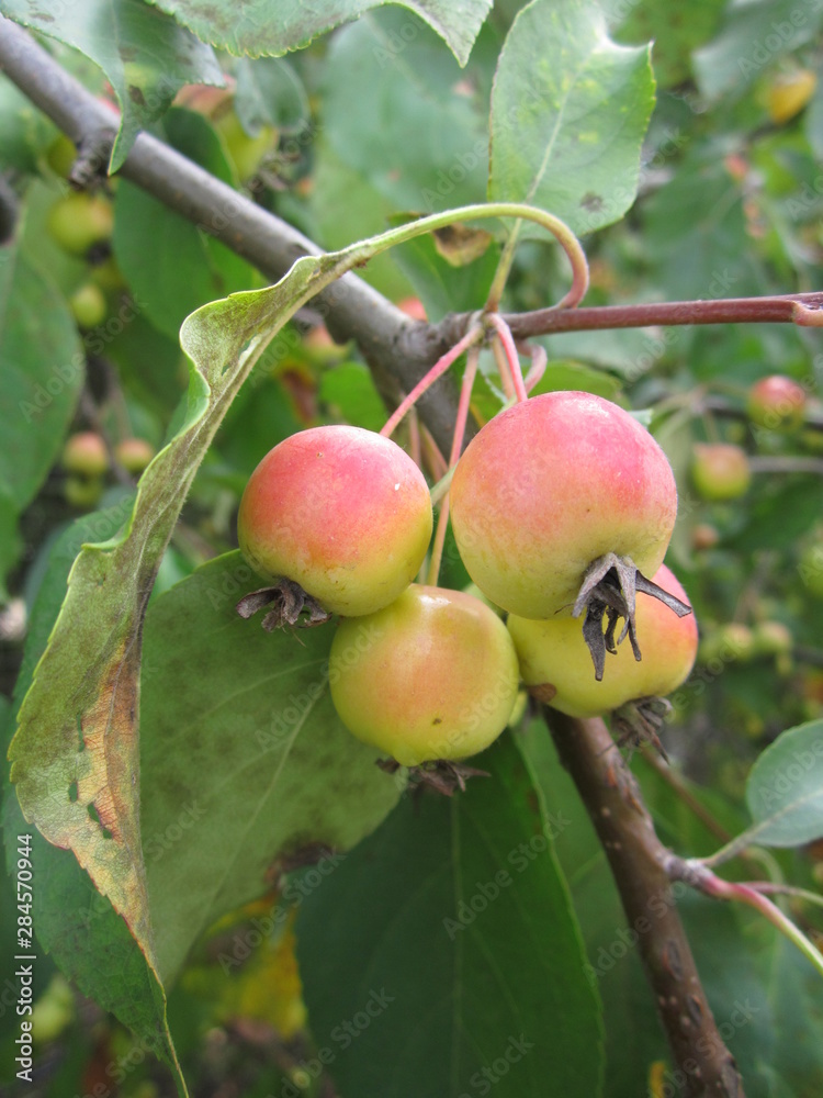 Small pink apples on the branch with green leaves Small pink apples on the branch with green leaves