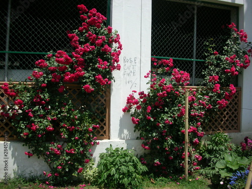 roses on the porch
