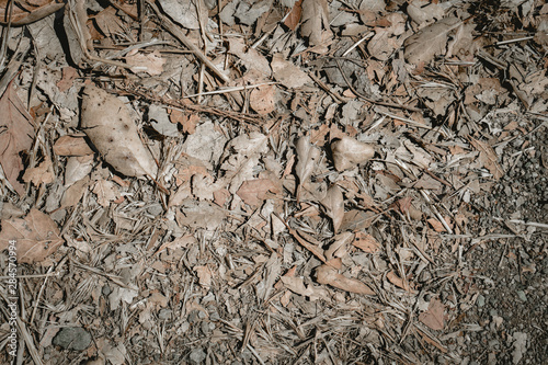 forest floor leaves texture