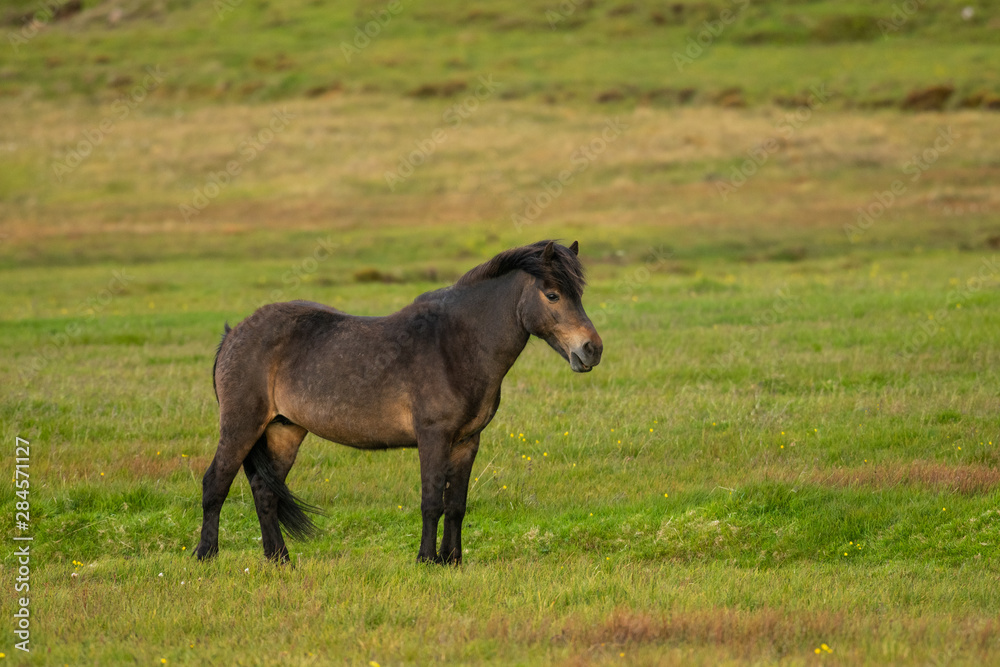 Beautiful brown horse on a meadow
