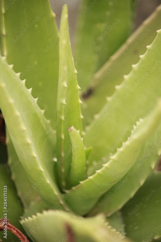 Aloe plant Aloe plant