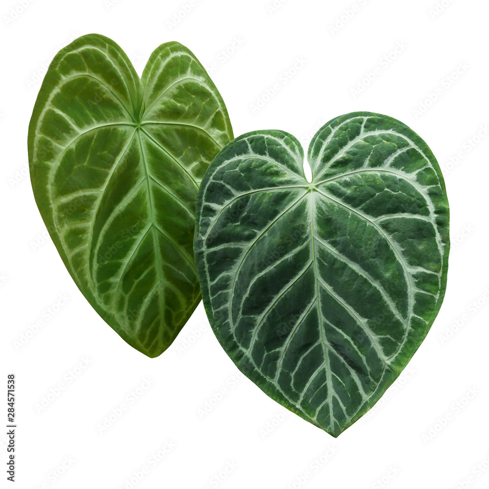 Heart-shaped green variegated leaves pattern of rare Anthurium plant the  tropical foliage houseplant isolated on white background, clipping path  included. Stock Photo | Adobe Stock