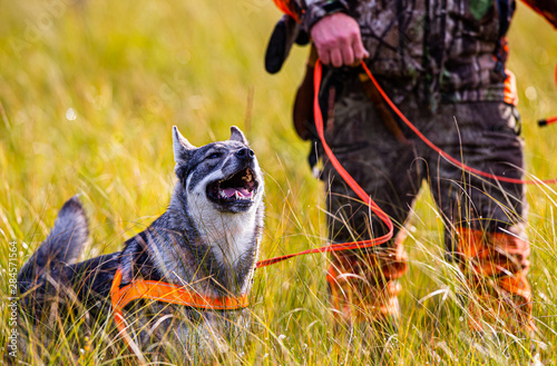 Moosehound aka Elkhound outdoor hunting