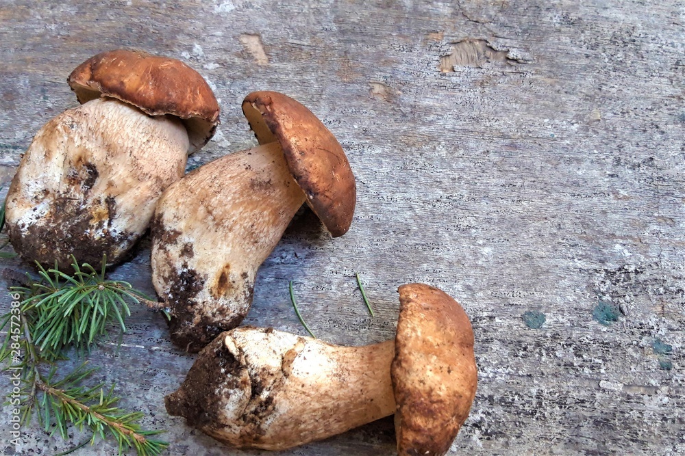 Harvested wild boletus mushrooms on wooden background Harvested wild boletus mushrooms on wooden background