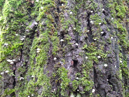 Fotografi Colony of  mushrooms in front of a mossy wall.