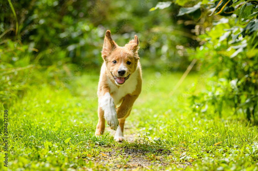 Bordertoller mix breed puppy Bordertoller mix breed puppy