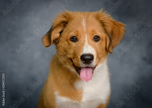 Bordertoller mix breed puppy