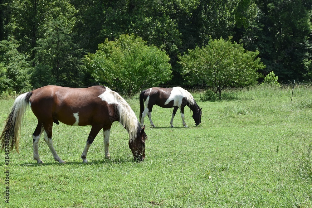 horses grazing in a meadow horses grazing in a meadow