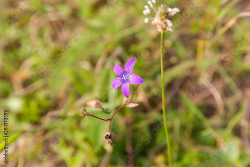 Beautiful wild violet flower on a background of green grass