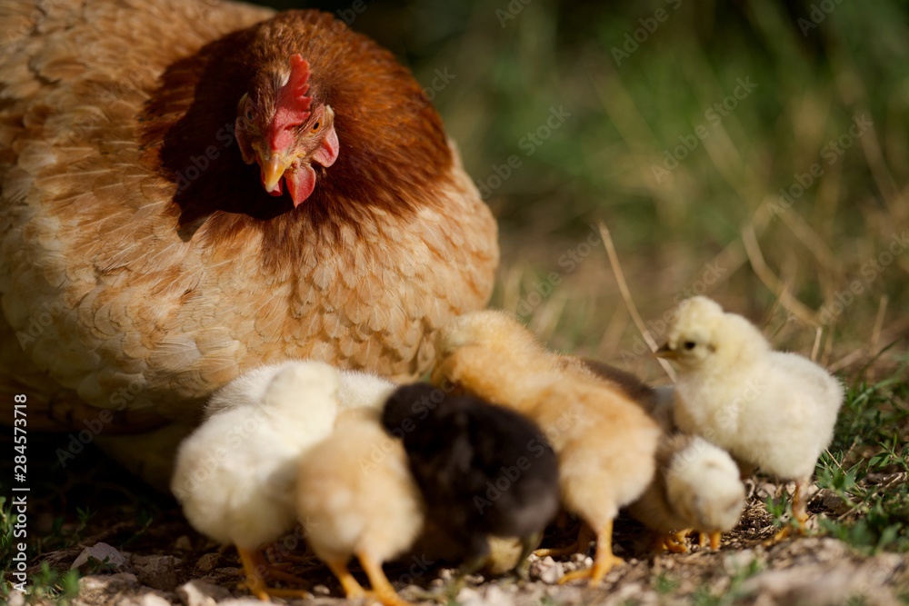 custom made wallpaper toronto digitalPoule et poussins