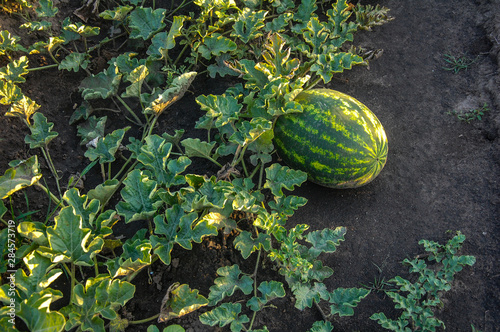 watermelon on grass