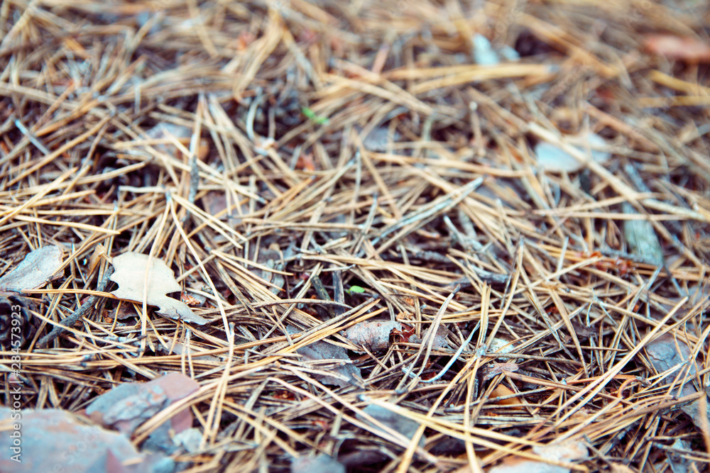 Pine cones, twigs and needles on ground. Woodland ecosystem. Thicket ground covered with autumn needles in softfocus. Pine cones, twigs and needles on ground. Woodland ecosystem. Thicket ground covered with autumn needles in softfocus.