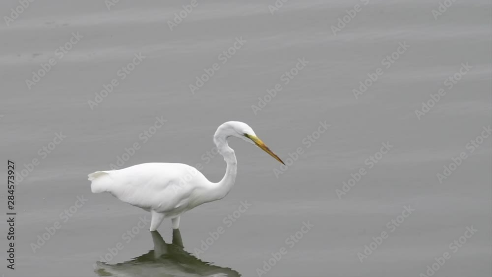 HD Video of a great egret, also known as the common egret, large egret, or great white egret or great white heron, walking in shallow coastal water hunting and catching fish. HD Video of a great egret, also known as the common egret, large egret, or great white egret or great white heron, walking in shallow coastal water hunting and catching fish.