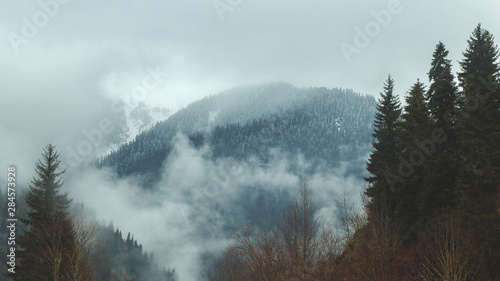 Silhouettes of trees against background of snowy mountains. Forest covered by snow on large ridge. Trees grow on rocky terrain.