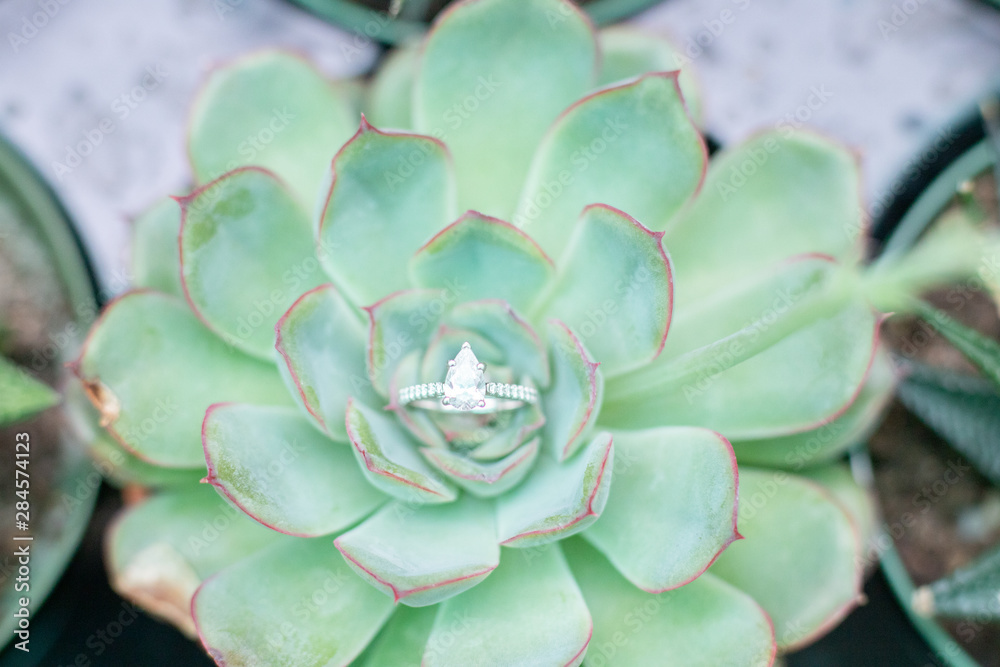Ring in succulent Ring in succulent