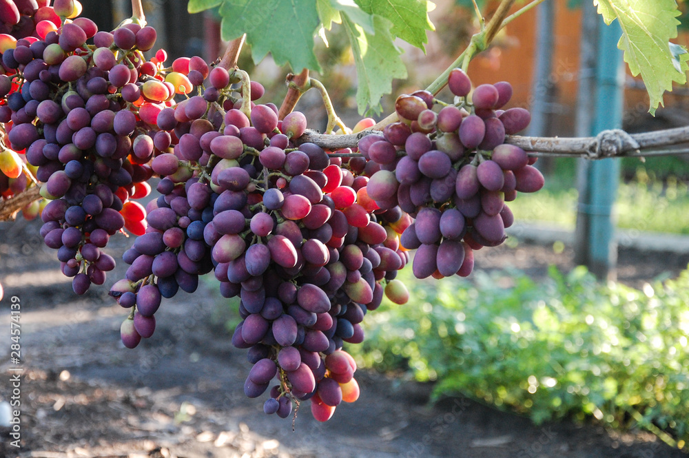 vine, ripe juicy grapes. bright colors of summer and autumn