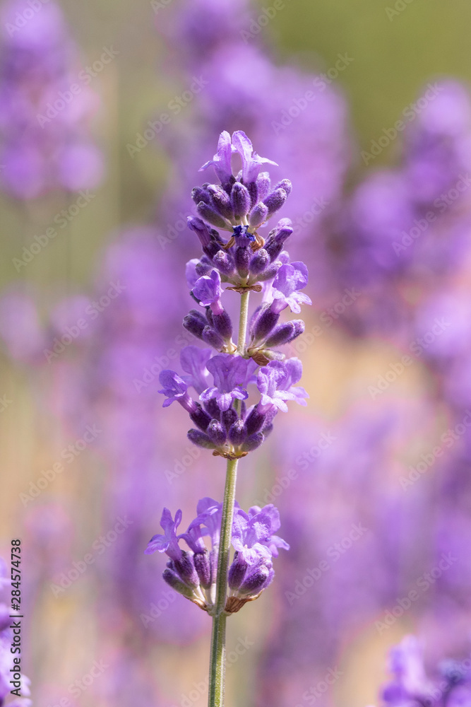Fototapeta premium Lavender on lavenders field in bloom