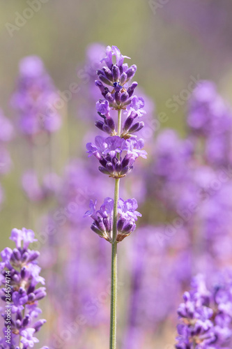 Lavender on lavenders field in bloom