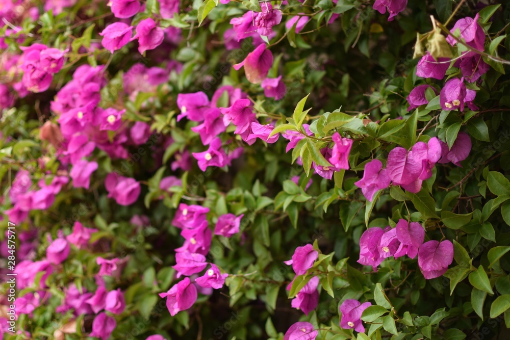 Pink bougainvillea flowers garden closeup Pink bougainvillea flowers garden closeup