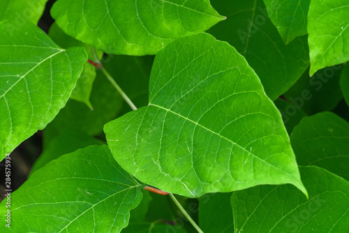 green leaf close-up, abstract flora texture