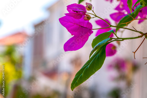 White bougainvillea flowers
