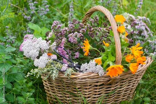 Bild auf Leinwand Basket of medicinal herbs on grass