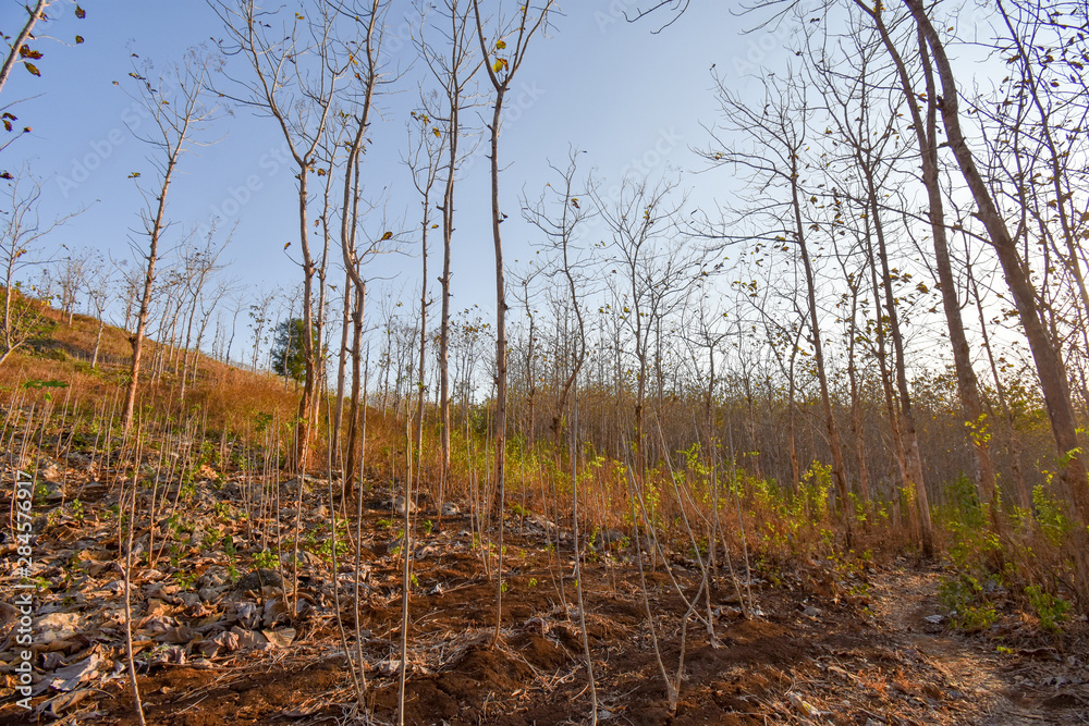 Teak Plant forest emage woods asia indonesia Teak Plant forest emage woods asia indonesia