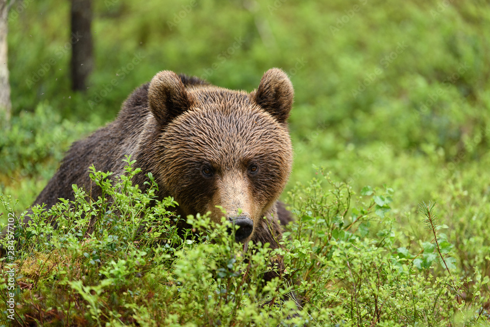 Brown bear (Ursus arctos) in forest