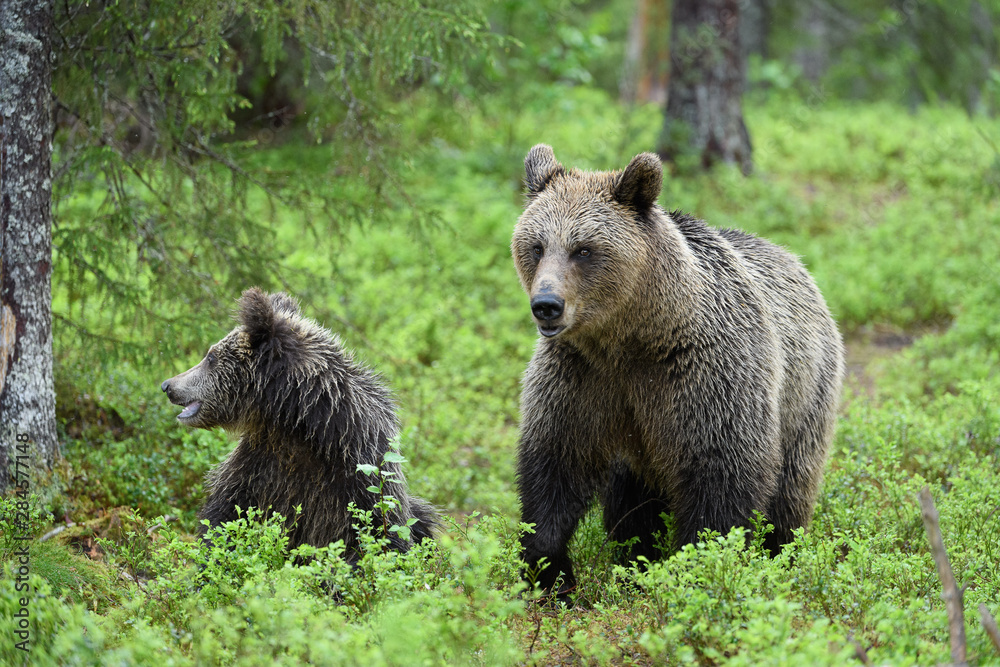 Brown bear (Ursus arctos) in forest