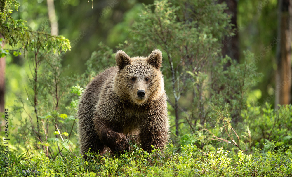 Fototapeta premium Brown bear cub (Ursus arctos) in forest in Finland