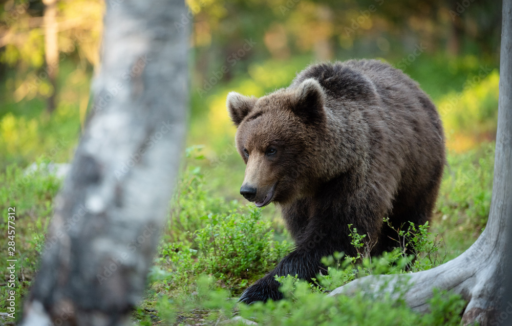 European brown bear (Ursus arctos) in forest European brown bear (Ursus arctos) in forest